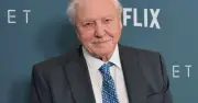 David Attenborough Urges Gardeners to Leave Nettles for Butterflies