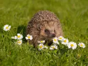 David Attenborough's Simple Tip to Attract Hedgehogs to Your Garden