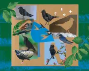 Dawn Chorus Transformed: UK Birdsong Changed Over 50 Years