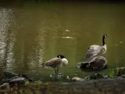 Dead Geese and Ducks Found at Salford's Clowes Park