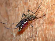 Deadly Mosquito-Borne Diseases Found in European Holiday Hotspots