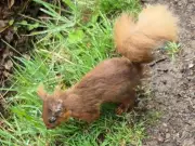 Deadly Squirrelpox Confirmed in Scottish Red Squirrels in Clackmannanshire