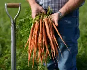 Declining nutrients in crops: Can regenerative agriculture reverse the trend?