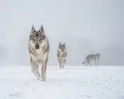 Denmark Tells Tourists How to Behave in a Wolf Encounter