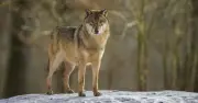 Denmark warns tourists to offer 'maximum resistance' if attacked by wolves