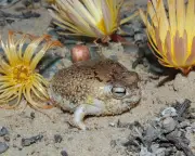 Desert Rain Frog and Deep-Sea Snails Face Extinction from Mining