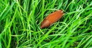 Deter Slugs from Garden Plants with 21p Natural Pest Control