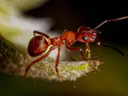 Diatomaceous Earth: Natural Ant Pesticide Better Than White Vinegar