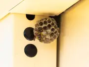 Disco Ball Hack Deters Wasps: Chemical-Free Garden Solution