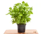 Divide supermarket basil to keep it alive, houseplant hack shows