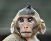 Do Animals Experience Time Differently? New Research Reveals How