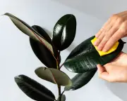 Do Plant Care Kits Work? A Damp Cloth Does the Job