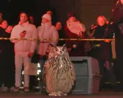 Documentary 'Wild Inside' Chronicles Flaco the Owl's Year in NYC