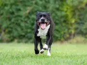 Dog ate neighbour's drone, owner wins court case and compensation
