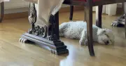 Dog behaviourist reveals true meaning behind your pet's dramatic sighs