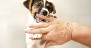 Dog Expert Reveals 5 Breeds He Would Never Own: 'Think Twice'