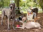 Dog Expert Warns Three Breeds at Risk During UK Heatwave
