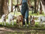 Dog Expert Warns Two Breeds at Risk in UK Heatwave