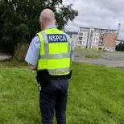 Dog Found Burned with Pole Through Body in Ballymun Council Estate