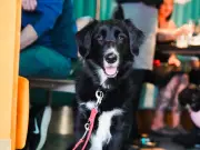 Dog-Friendly Brunch with Canine Afternoon Tea Returns to Glasgow