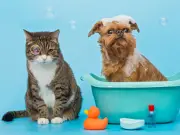 Dog Grooming Vacuum Makes Pet Care Easier, Cleaner, Cheaper