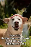 Dog Overlooked by 13,000 Adopters Because He's 'Nothing Special'