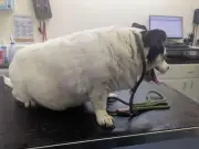 Dog Owner Banned for 15 Years After Jack Russells Become Severely Obese