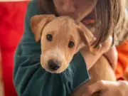 Dog Owners Misunderstand Greatest Acts of Love, Says Dogs Trust