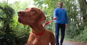 Dog Owners Urged to Carry Bank Card on Summer Walks for Sting Removal
