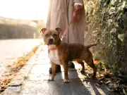 Dog Owners Urged to Do 'Back of Hand' Test Before Walking in Heatwave