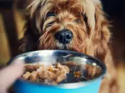 Dog Owners Urged to Follow '20 Minute Eating' Rule During Heatwave