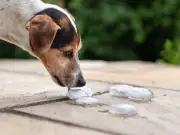 Dog Owners Warned: Avoid Ice Cream as UK Heatwave Hits 35C
