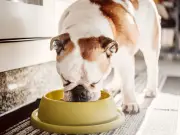 Dog Owners Warned: Avoid This 20-Minute Feeding Mistake in Heatwave