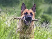 Dog Owners Warned to Check Paws After Walks During July Peak