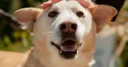 Dog rejected by 13,000 people because he isn't a trending breed