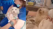 Dog rescued from Venezuela earthquake rubble after five days trapped