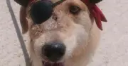 Dog Shot Point-Blank in Face and Left for Dead Desperately Needs New Home