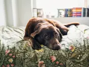 Dog Sighs and Huffing: Behaviourist Reveals True Meaning Behind Pet's Deep Breaths