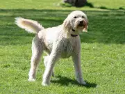 Dog Tail Wagging: Voluntary or Involuntary? Experts Explain Both