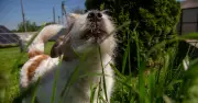 Dog Trainer Explains Real Reason Dogs Eat Grass – Not Just to Vomit