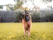 Dog trainer reveals fascinating science behind dogs tilting their heads