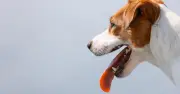 Dog Trainer Reveals How Your Dog's Breathing Signals Heat Danger