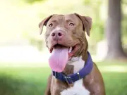 Dog Trainer Reveals Key Sign Your Pet Is at Risk of Heatstroke
