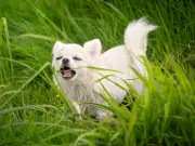 Dog Trainer Reveals Real Reason Dogs Eat Grass and Why It's Normal