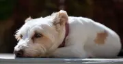 Dog Trainer Shares 3-Step Process for Leaving Pets Home Alone