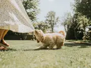 Dog trainer shares tips to calm a wild cockapoo easily, says it's not hard