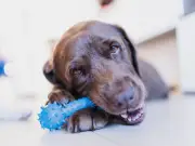 Dog Trainer Warns Resource Guarding Can Lead to Euthanasia