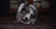 Dog Trainer Warns Resource Guarding Is a Bite Risk for Pets