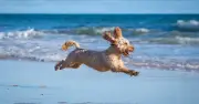 Dog Trainer's Tips for Managing Your Cockapoo's Energy and Behavior