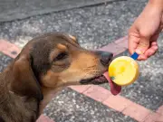 Dog Warning: Avoid Giving Ice Cream to Pets During UK Heatwave